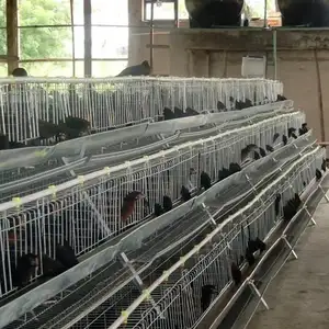 Planta de origen Tipo A galvanizado en caliente 96/120/128/160/200 jaulas para aves de corral son adecuadas para gallinas ponedoras de 60 días de edad