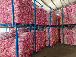 China Proveedor profesional de ajo blanco fresco Ail Ajo Alho Precio al por mayor competitivo 5/6/7/8/9/10kg en bolsa de malla - Product Image 5