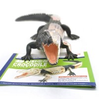 Modèle de crocodile 4D Master éducatif à assembler, 26 pièces, en plastique simulé, pour l'enseignement anatomique médical des organes