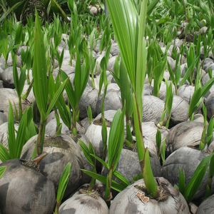 Noix de coco à germer/Noix de coco à germer - Product Image 1