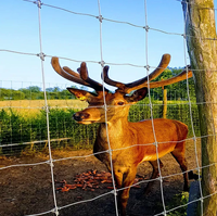 Clôture de ranch en treillis métallique galvanisé haute résistance, calibre 12,5, 8 pieds, à nœuds fixes, pour bovins, moutons et cerfs