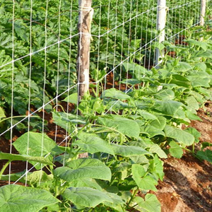 Farming climbing trellis plant support nrt trellising netting