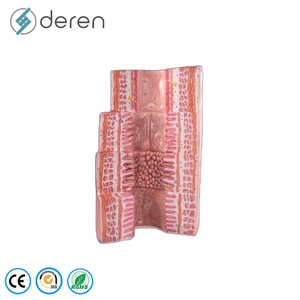 แบบจำลองกายวิภาคระบบย่อยอาหารของมนุษย์ 4 ส่วน ขนาดเท่าของจริง ทำจาก PVC สำหรับการศึกษาทางวิทยาศาสตร์การแพทย์และชีววิทยา - Product Image 5