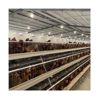 Cage Automatique Industrielle Économique Grand Type A pour Poulets de Chair et Poules Pondeuses