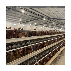 โรงเรือนเลี้ยง<span class=keywords><strong>ไก่</strong></span>แบบอัตโนมัติ<span class=keywords><strong>ราคา</strong></span>ประหยัดสำหรับไก่เนื้อและ<span class=keywords><strong>ไก่</strong></span>ไข่ขนาดใหญ่ - Product Image 3