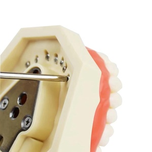 Typodont Detachable 28 PVC <b>Teeth</b> Model Multi-Purpose Articulated Anatomy <b>Teeth</b> <b>Whitening</b> Accessories for Teaching Study Schools - Product Image 6