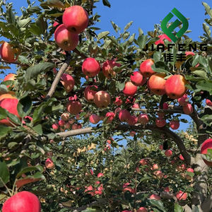 Nuove Mele Fuji di Alta Qualità, Deliziosamente Fresche e Succose, Mele Cinesi - Product Image 6