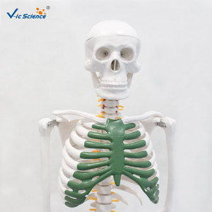 Modelo de Esqueleto <span class=keywords><strong>Humano</strong></span> de 85 cm con Nervios, Esqueleto Anatómico de <span class=keywords><strong>Cuerpo</strong></span> Completo para Enseñanza Médica y Demostración, CE/ISO/ROHS/CNAS - Product Image 2