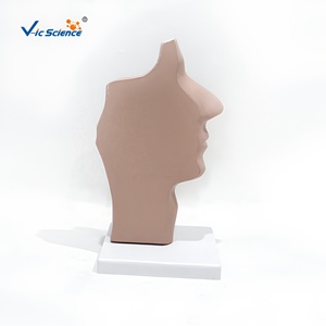 Modèle anatomique en plastique <span class=keywords><strong>de</strong></span> section sagittale des cavités orales et nasopharyngées pour <span class=keywords><strong>la</strong></span> formation médicale dans les écoles et les hôpitaux - Product Image 5
