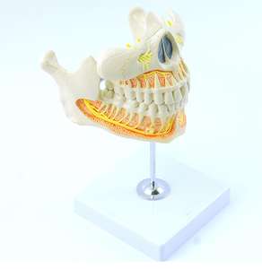 Modèle d'enseignement éducatif Modèle de <span class=keywords><strong>dentition</strong></span> permanente <span class=keywords><strong>adulte</strong></span> pour l'enseignement dentaire - Product Image 3