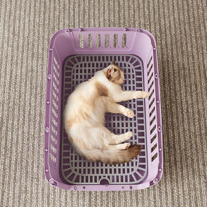 Kandang Hewan Peliharaan Plastik Mewah Portabel Besar untuk Luar Ruangan yang Disetujui Maskapai Penerbangan dengan Kandang Perjalanan untuk Anjing dan Kucing - Product Image 6