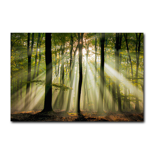 Lienzo Impreso en Oferta, Bosque Tranquilo con Hojas Iluminadas por el Sol, Hermoso Bosque, Fondo Natural, Escena Dinámica del Bosque - Product Image 1