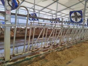 Granja vaca casa acero tubería oveja cabra vaca cabeza bloqueo caliente galvanizado ganado alimentador Fácil instalación - Product Image 4