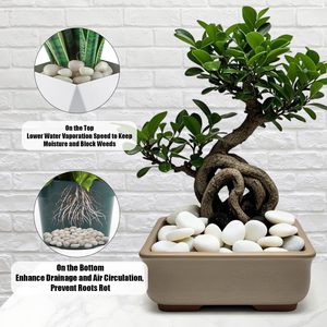 RooTrimmer 5 libbre ciottoli <span class=keywords><strong>bianchi</strong></span> lucidati-0.4-1.2 "rocce Decorative per piante, giardino, acquario e riempitivo per <span class=keywords><strong>vasi</strong></span> - Product Image 4