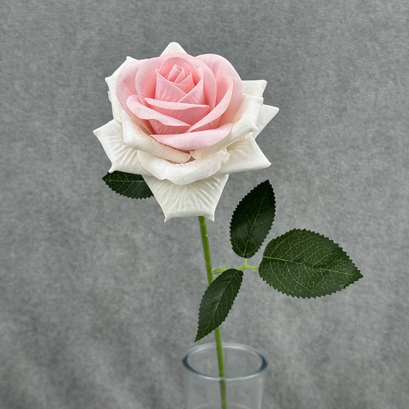 Pink + White