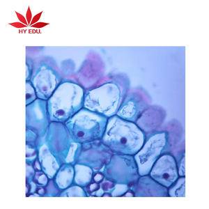 Individual diapositiva <span class=keywords><strong>mitosis</strong></span>-cebolla raíz punta L. S. Biología <span class=keywords><strong>mitosis</strong></span> preparado diapositivas para la enseñanza de la escuela - Product Image 2