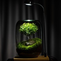 Terrarium en verre transparent DIY 15x21 cm pour plantes succulentes, plantes aériennes, fougères, micro-paysages, vase décoratif pour la maison et le bureau, style Art Déco