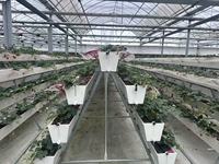 Automatisch PVC druppelirrigatiesysteem voor aardbeien, verticaal groeiende gootkas, bodemloze kweek, kanaalrek, laag.