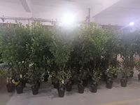 Arbre artificiel Banyan Camellia en plastique et soie, imperméable, plante décorative d'intérieur, pour mariage, Noël, Nouvel An