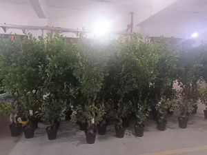 Arbre artificiel Banyan Camellia en plastique et soie, imperméable, plante décorative d'intérieur, pour mariage, Noël, Nouvel An - Product Image 6