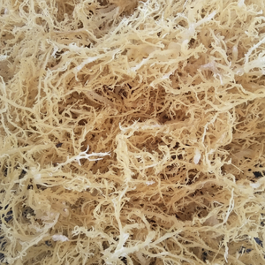 Mousse de mer sauvage et mousse d'Irlande provenant de l'océan offerts pour l'exportation internationale en vrac avec une grande valeur et une qualité de produit élevée - Product Image 1