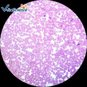 Tejido <span class=keywords><strong>Animal</strong></span> microscopio preparado diapositivas conjunto microscopio muestra Zoología histología diapositivas preparadas - Product Image 3