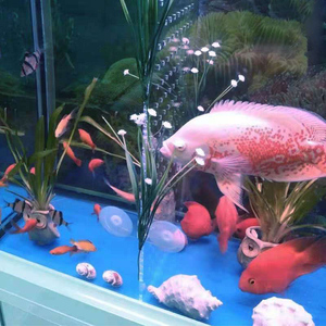 Separatore di plastica del pannello dell'acquario del bordo di isolamento del divisore del carro armato di pesce dell'acquario - Product Image 6