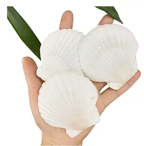 Factory Outlet Big Shell DIY Children's Drawing seashells