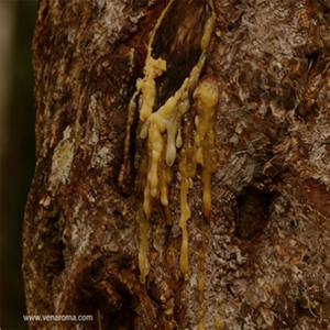 Fluide aromatique premium à base de résine pour une fixation de parfum longue durée avec une profondeur ambrée vanillée chaude et une intégration harmonieuse - Product Image 1
