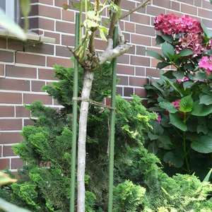 Customized Size Modern PE and Plastic Coated <strong>Metal</strong> Garden <strong>Plant</strong> <strong>Support</strong> Stakes for Climbing <strong>Plants</strong> - Product Image 4