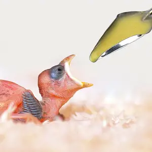 Huisdier Vogel Papegaai Roestvrij Staal Voedsel Voeding Lepel Voor Vogel, Klein Dier