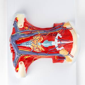 मानव गर्दन मध्य भाग संरचना शरीर संरचना मॉडल चिकित्सा विज्ञान गर्दन रक्त वाहिका और तंत्रिका शारीरिक मॉडल - Product Image 3