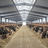 Establo Prefabricado de Acero Ligero para Ganado, Nave Duradera para Cría de Ganado, Almacén para Proyectos Agrícolas