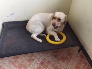 Portable sûr haute charge <span class=keywords><strong>lit</strong></span> <span class=keywords><strong>pour</strong></span> <span class=keywords><strong>chien</strong></span> de compagnie extérieur étanche <span class=keywords><strong>lit</strong></span> <span class=keywords><strong>pour</strong></span> <span class=keywords><strong>chien</strong></span> surélevé <span class=keywords><strong>trampoline</strong></span> <span class=keywords><strong>chien</strong></span> lits d'été - Product Image 6