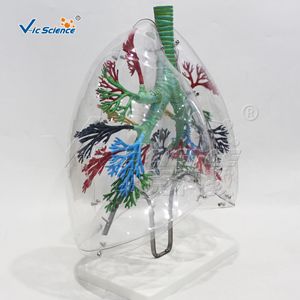 แบบจำลองโครงสร้างระบบทางเดินหายใจ; แบบจำลองต้นลมหายใจและส่วนท่อน้ำหลอดลมที่สมบูรณ์; ของแสดงทางวิทยาศาสตร์กายวิภาค - Product Image 4