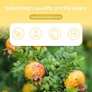 Píldoras de <span class=keywords><strong>Bebida</strong></span> Sólida de Espina de Púrpura (Pupa Worm Prickly Pear Berry) 15g/Bolsa X20 Bolsas, Procesamiento OEM Personalizado, Mejora la Densidad Ósea - Product Image 2