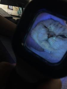 QDVW-3 analizzatore di pelle a luce UV portatile per animali domestici veterinario strisce di prova lampada in legno per la rilevazione di malattie della pelle - Product Image 6