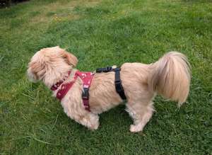 Aucun accessoire de harnais d'évasion exclusif à Barkley Dogwear disponible dans un choix de tailles et de couleurs - Product Image 6