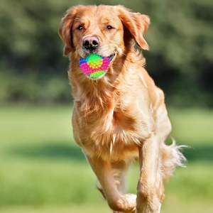 Commercio all'ingrosso divertente LED lampeggiante sensoriale cigolante giocattoli per animali domestici elastici illuminanti palle per cani gatto punte interattive giocattoli in gomma TPR - Product Image 6