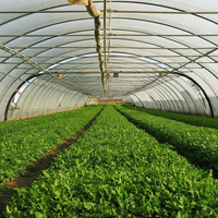 Serre tunnel agricole commerciale à simple travée avec structure en acier galvanisé et film PE pour la culture de légumes et de fraises