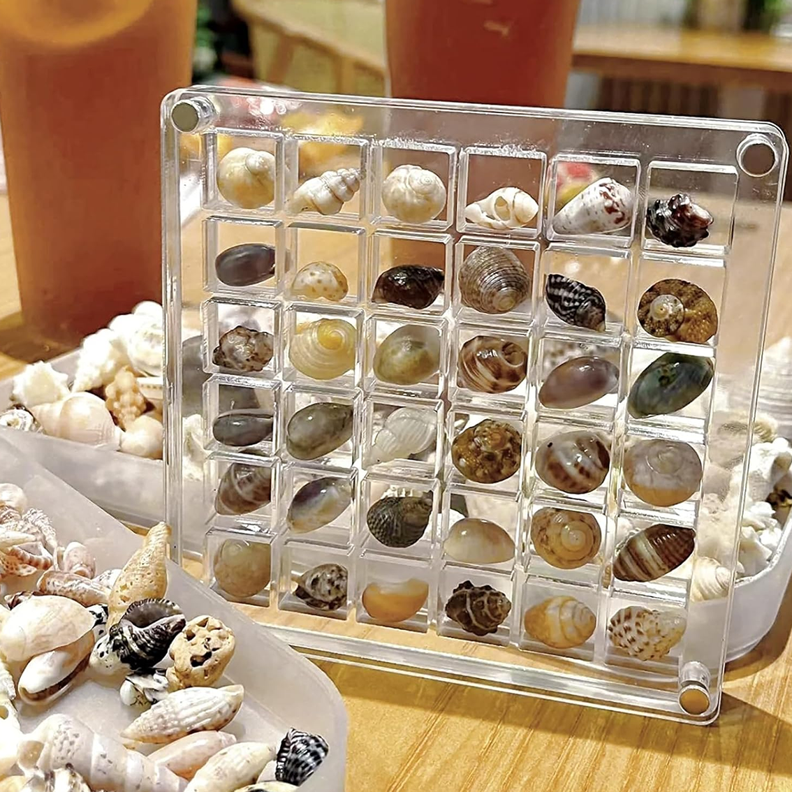 beach shells seashells corn shell natural home decor boxed lots wedding display craft small