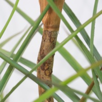 Vente directe usine Chine OEM Plantes artificielles en pot Dracaena verte de simulation paysagère, Arbre Dracaena artificiel naturel en pot