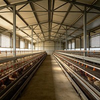 humain  Structure en acier pour élevage de bétail avec auvent extérieur, également utilisable pour poulailler en structure métallique.