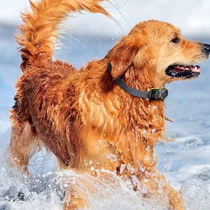 Novo Design 7 Sensibilidade Ajustável <span class=keywords><strong>Beep</strong></span> Vibração Triggering Dog <span class=keywords><strong>Training</strong></span> No Bark Collar Ultrasonic Anti Barking Collar para Dog - Product Image 5