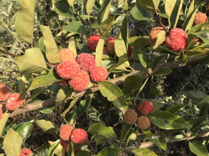 Natural Raw Maclura Tricuspidata Frutos secos Todo <span class=keywords><strong>Che</strong></span> Tree Mandarin Melon Berry para la venta - Product Image 2