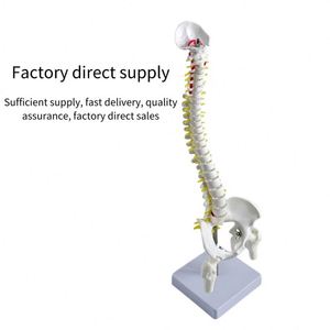 Modelo <span class=keywords><strong>de</strong></span> esqueleto humano <span class=keywords><strong>de</strong></span> 45cm para ciencia médica con hernia <span class=keywords><strong>de</strong></span> disco, Nervio, columna Cervical, columna Lumbar, pelvis y <span class=keywords><strong>huesos</strong></span> <span class=keywords><strong>de</strong></span> las piernas - Product Image 3