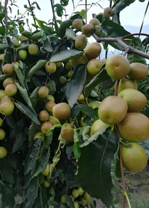 Fertilizante Granular de Alta Calidad en Oferta, Grado Agrícola 21-0-0 (<span class=keywords><strong>NH4</strong></span>)2SO4 - Product Image 6