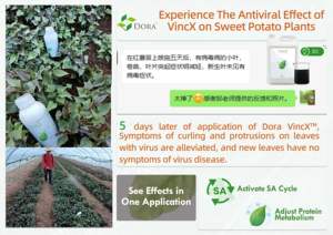 Super Agronomischer Flüssig dünger Zinklaub dünger mit hohem Gehalt und Amino-Import-Dünger - Product Image 4