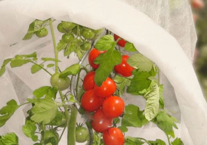 PPスパンボンド不織布軽量通気性フロストクロス農業用環境にやさしく、柔軟 - Product Image 5