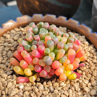 Ensembles de combinaisons de plantes succulentes écologiques, grappes de Fenestraria variées, fausses succulentes pour la décoration de la maison, du jardin et des bonsaïs, artificielles
